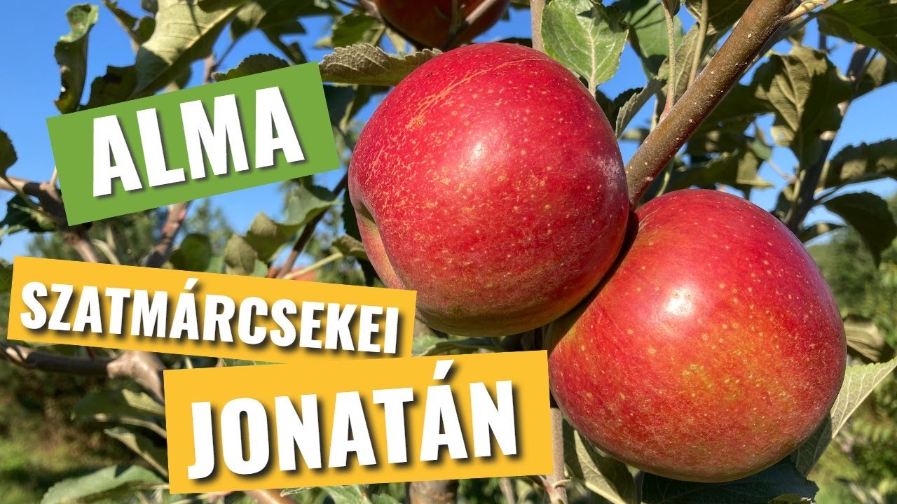 Szatmárcsekei Jonatán