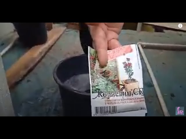 Использование Корневина для укрепления корнеобразования в лотках, ящиках и стаканчиках