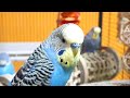 9 hours of budgie sounds for lonely birds