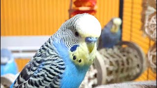 9 Hours Of Budgie Sounds For Lonely Birds