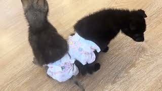 Посмотрите какие у нас грозные ВОЛКИ в ПАМПЕРСАХ❤️