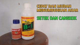 Perangsang akar, Root-Up dan Vitamin B-1 tanaman bonsai