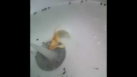 Cận cảnh quá trình sinh con của cá bình tích