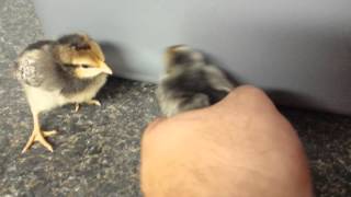 Cream legbar chicks