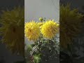 phoolon ki khwaish