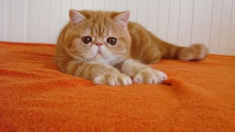 Watch the video about Young exotic shorthair female-PL*Hello Sweety MISS BERTA