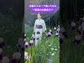 「銀座きもの　衣」銀座いせよしにて販売しています。#ginza #銀座 #kimono #きもの #散歩 #walking #勝負 #菖蒲 #iris http://www.iseyoshi.com/
