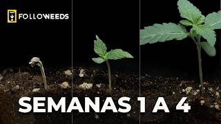 SEGUIMIENTO DEL CULTIVO MEDICINAL DE CANNABIS DE EN VOLÁ: SEMANAS 1 A 4