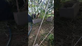 PRUNING UNDER CANOPY 9 FOOT TALL CANNABIS TREE