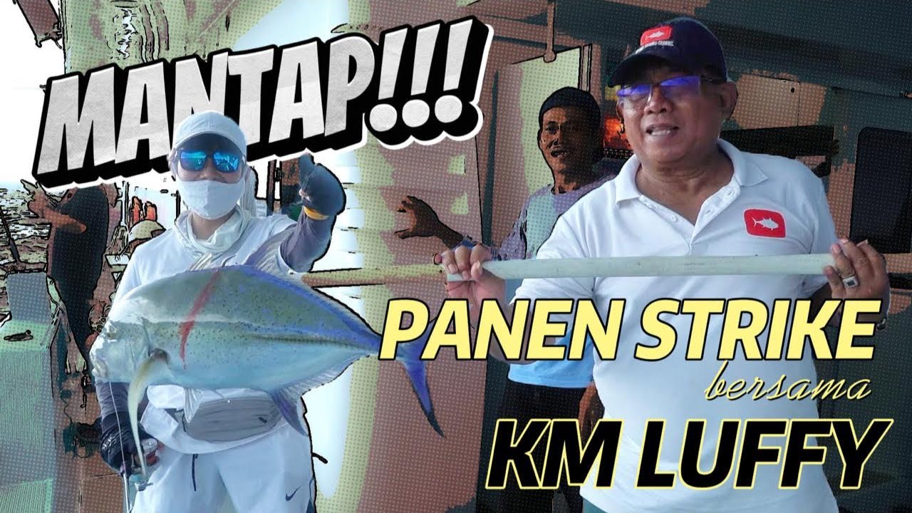 Panen Strike pakai KM Luffy