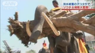 ゾウが一役　タイ洪水被害のアユタヤでごみ掃除（11/11/26）