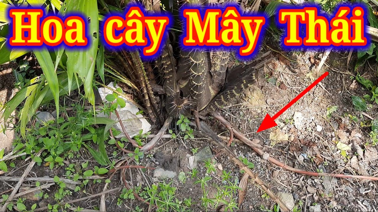 Lần đầu tận mắt thấy bông hoa của cây Mây Thái sắp ra trái được trồng trên đất Việt Nam