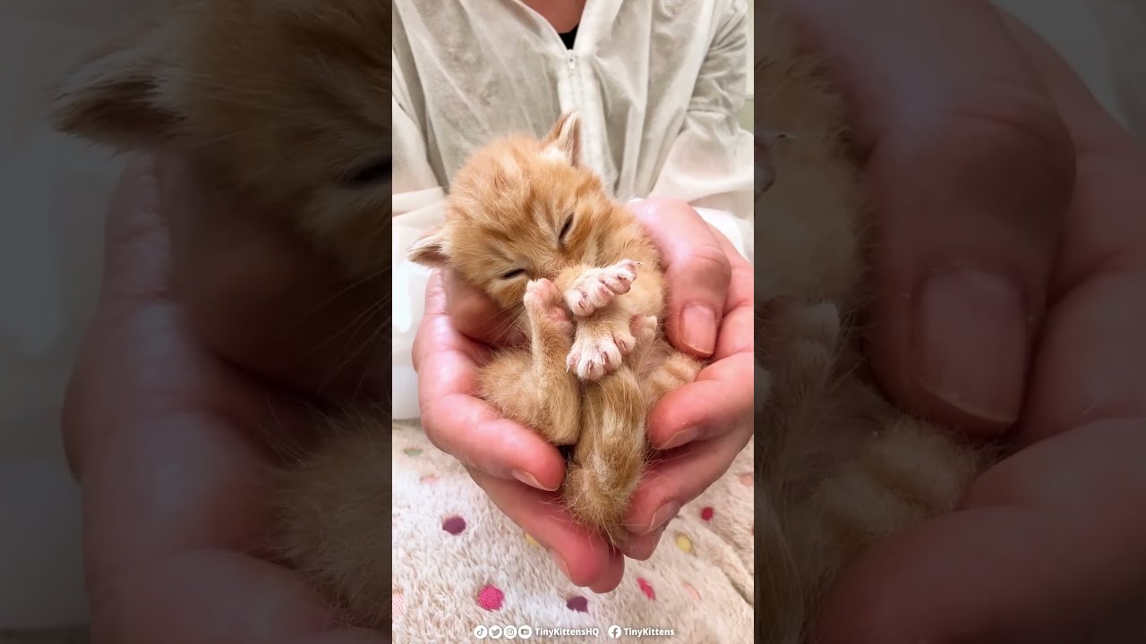 Kitten is a life youtube deals