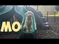 5 Month Old Labradoodle Puppy "Mo" Learns When It's Time to Relax and When It's Time to Have Fun!