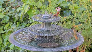 How Cute. Mr. Olive and Young Hummingbird at the Fountain Together. #waterfountain #hummingbird