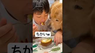 圧がすごい😂近すぎるゴールデンレトリバー🐶 #ゴールデンレトリバー #大型犬 #犬 #かわいい犬 #犬のいる暮らし