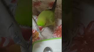 Cute parrot video|Funny parrot #bollywood #arijitsingh #youtubeshorts #cute #trending #parrot #like