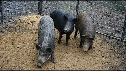 Montana Invasive Species Council prepares to keep feral pigs out of state