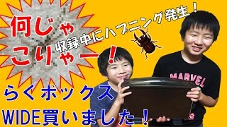 【昆虫採集★カブトムシ★クワガタムシ　らくボックスWIDE買いました！】（くろねこチャンネル）