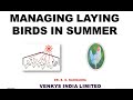 Managing laying birds in summer by dr sunil nadgauda