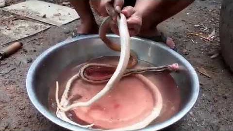 Rắn Hầm Sả Củ Cải - Xào Lá Cách