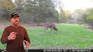 Why I plant chicory with all of my clover food plots for deer and turkey