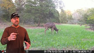Why I Plant Chicory With All Of My Clover Food Plots For Deer And Turkey