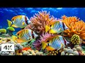 Capture de la vidéo Tranquil Ocean Views - 4K Ultra Hd - Coral Reefs & Peaceful Marine Documentary