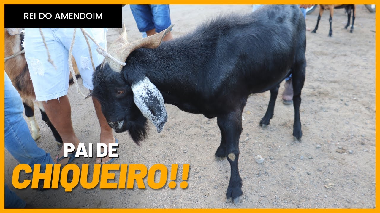 PAI DE CHIQUEIRO VENDENDO HOJE NA FEIRA DE CAPRINO E OVINO EM ...