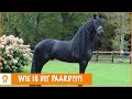 KOMT DIT DROOMPAARD IN DE PAARDENPRAATFAMILIE?! 😱 | PaardenpraatTV