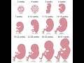 Fetus development week by week🥰😍. How fetus develops from week to week. #babydevelopment #viral