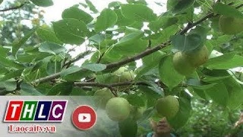 Đánh giá tác động xã hội dự án trồng cây năm 2024