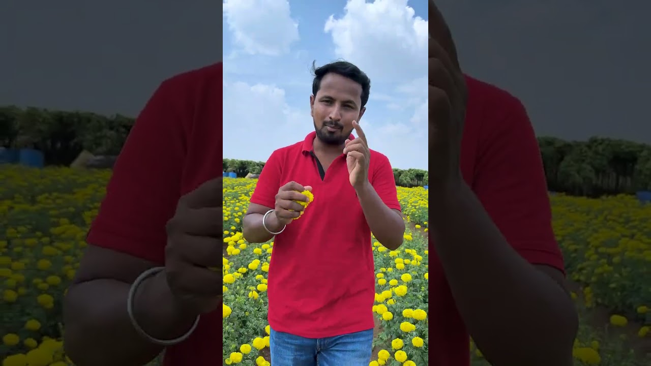 12 महीने गेंदे की खेती - 60 Rs Kilo 👌 || Marigold Flower Farming || #shorts #indianfarmer