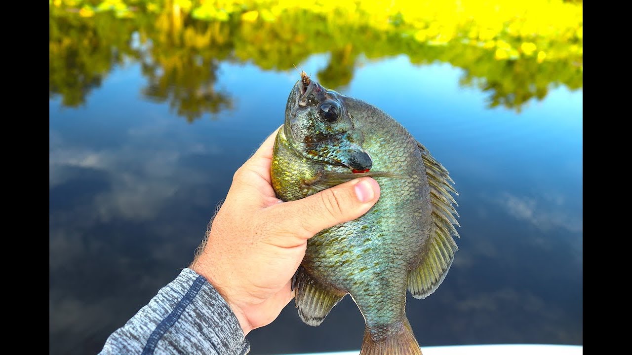 Fishing with Live CRICKETS for GIANT Bluegill (Surprising Results