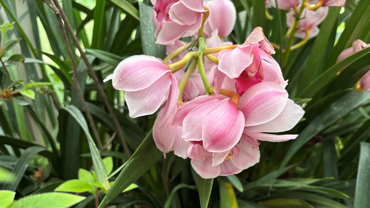 バラ 上海　鉢植え Orchid House at Shanghai Botanical Garden - YouTube