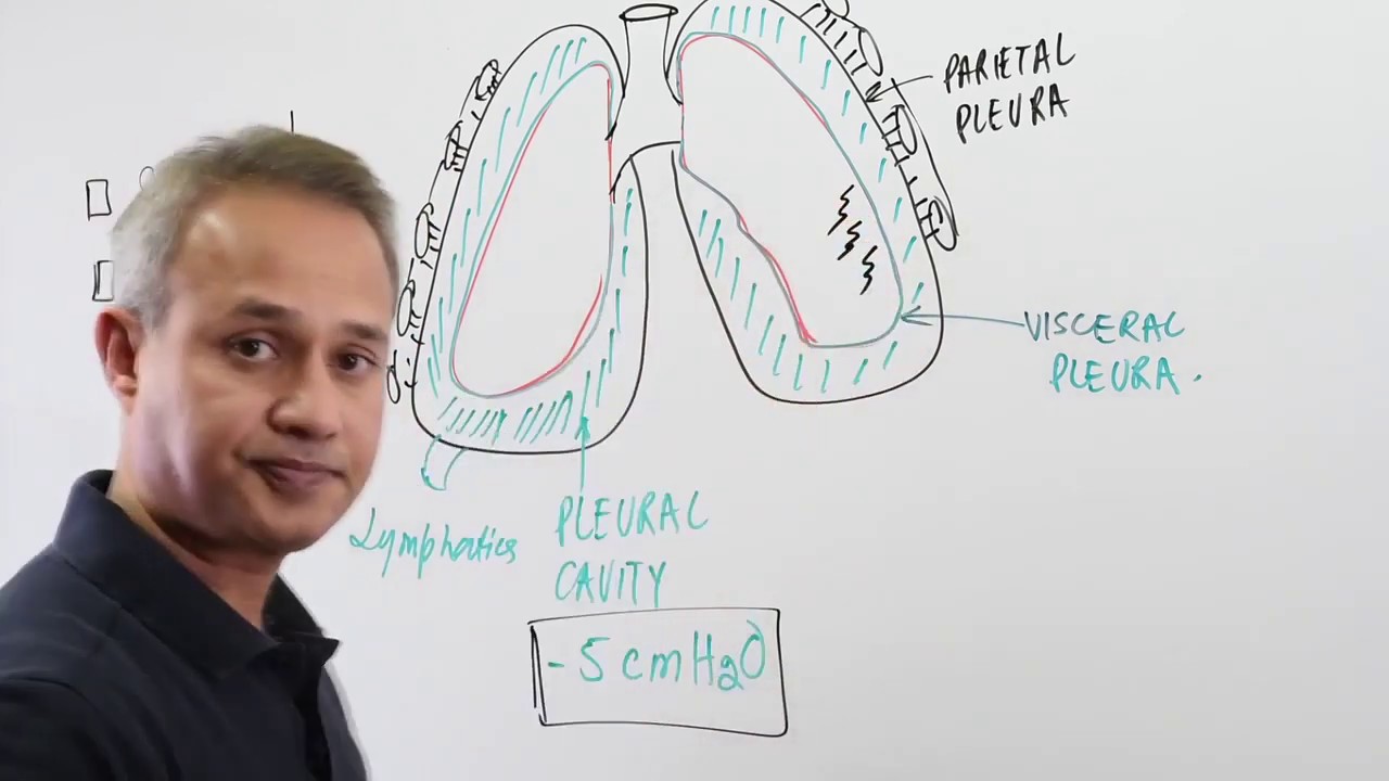 Thoracic Wall and Pleura