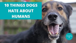 10 Things Dogs Hate About Humans