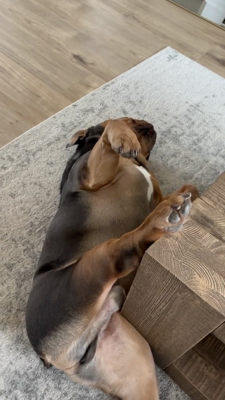 #JasonDeruloTV // Sleepy Pup ? #GotPermissionToPost From IG @walter.the.englishbully #JalebiBaby