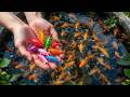 Tiny Pond Rescue: Saving Rare Fish, Guppies, Koi, Goldfish & Cute Turtles!