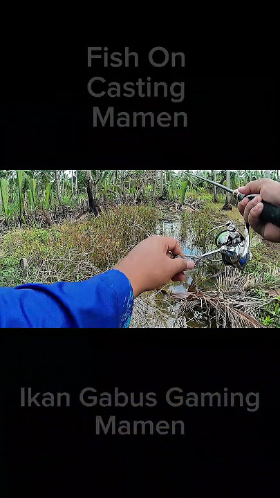 Casting Gabus Gaming #fishing #anglersagala #mancing #youtube #youtubeshorts #gabus #casting