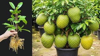 Download Lagu How to grow soursop tree from cuttings || grow soursop tree cutting MP3 Download Lagu How to grow soursop tree from cuttings || grow soursop tree cutting MP3