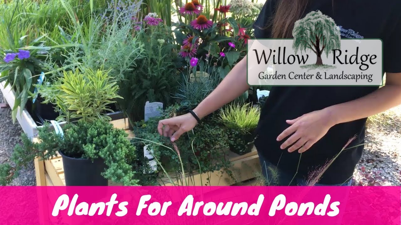 Plants For Around Ponds Willow Ridge Garden Center Youtube