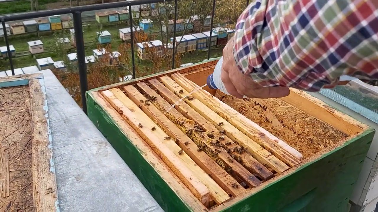 (13.11.2020) TRATĂM FAMILIILE DE ALBINE CU SCABATOX