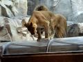 MGM Grand Lion Habitat - YouTube