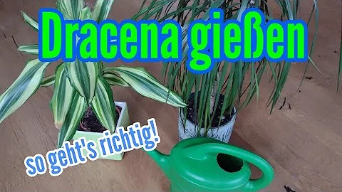 Wie oft muss man eine Dracaena marginata Gießen?