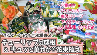 【ドドンと紹介全20種!!人気品種も♡】チューリップの球根品種紹介と植え付け/花束植えで鉢に植え付けます♪【秋のガーデニング@半日陰園芸】