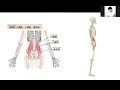 腸腰筋が弱ると下腹がぽっこりする