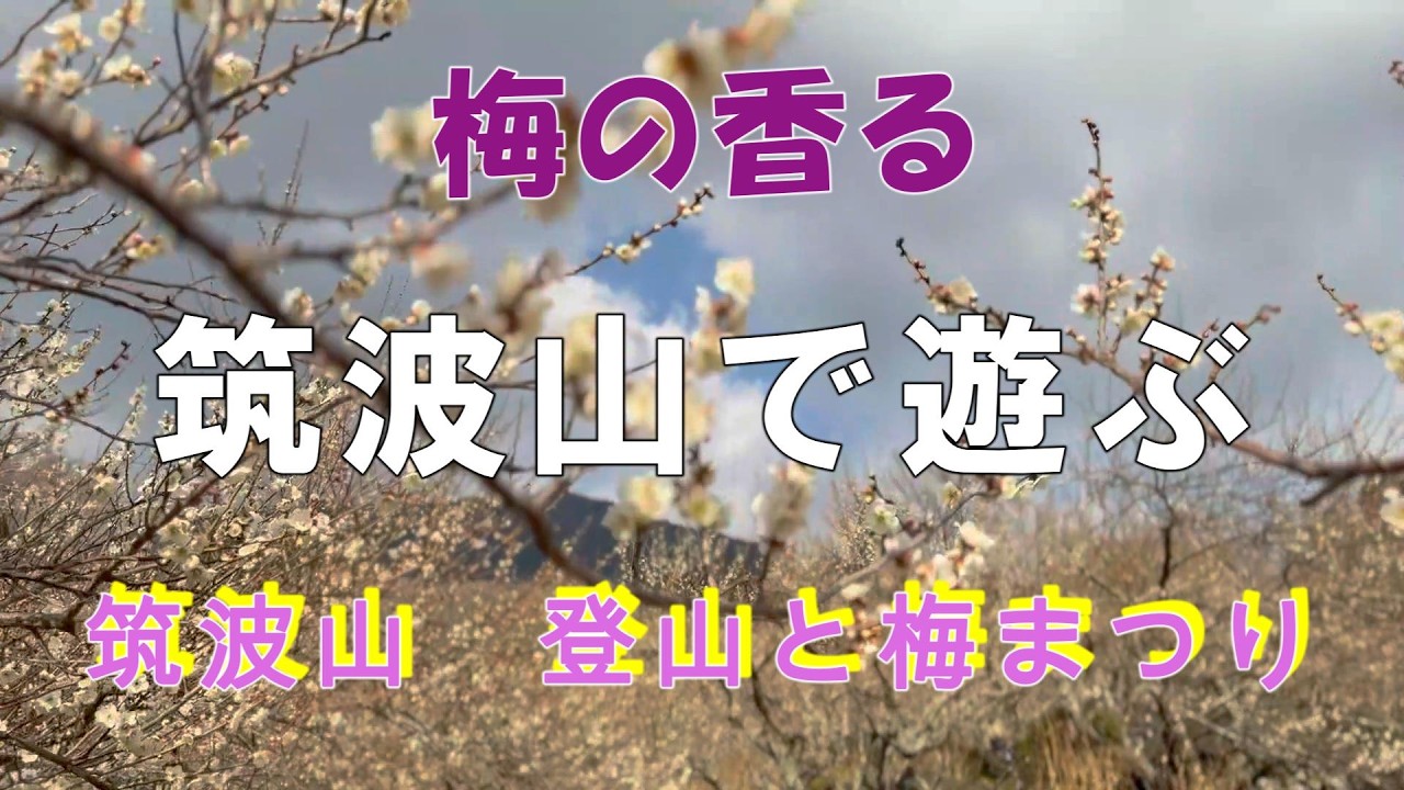 【登山　観光】つくば梅まつり　梅の香おる登山