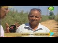 زراعة الزيتون فى الاراضى الصحراوية والتمسيد والري