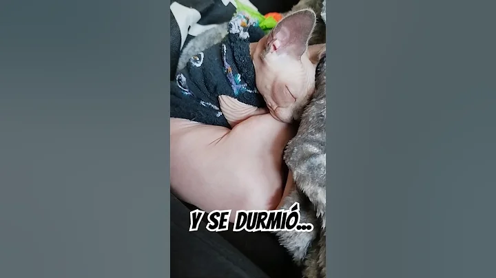 Watch the video about As&iacute; es como un gato se duerme #sphynx #cat #gato #catsleeping #gatoesfinge #dormir #sleep #kitty